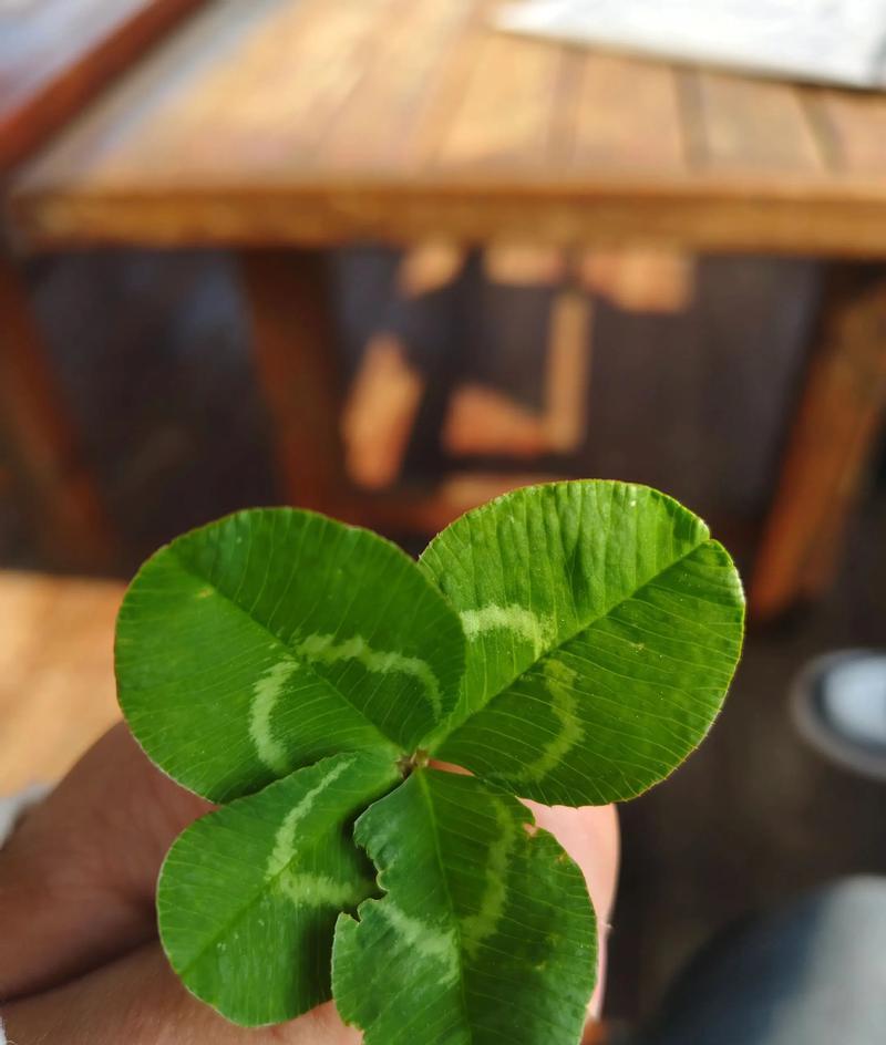 幸运草的花语是什么？