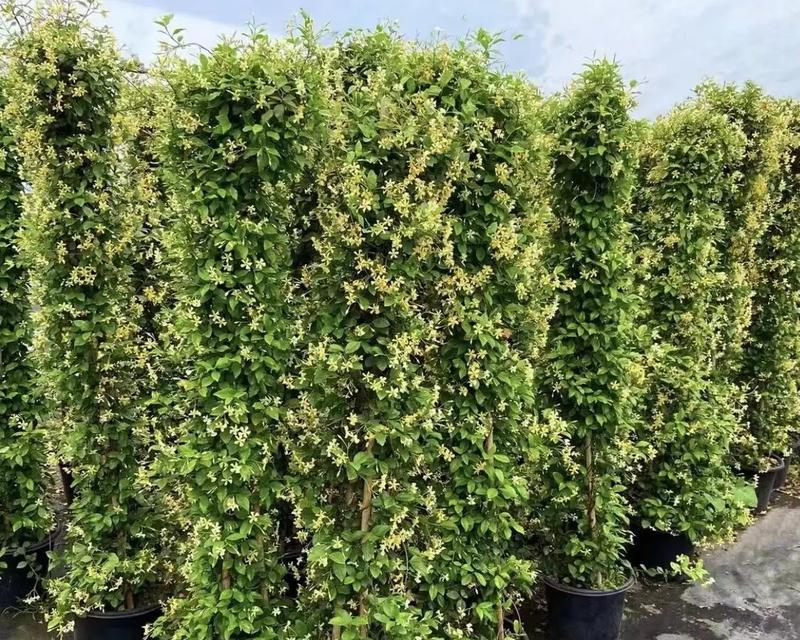 欧洲黄色茉莉花象征着什么？