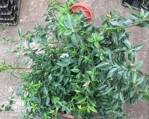 欧洲黄色茉莉花象征着什么？
