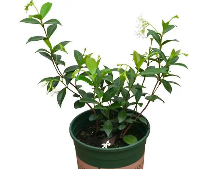 欧洲黄色茉莉花象征着什么？