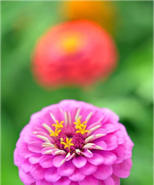 粉色跳舞菊花语有哪些？粉色菊花代表什么情感？