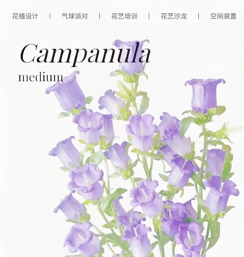 花的颜色深浅代表什么含义？颜色对花的寓意有何影响？