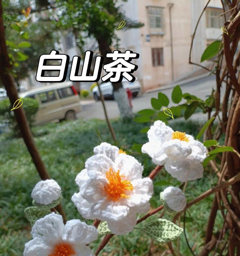 花的颜色深浅代表什么含义？颜色对花的寓意有何影响？