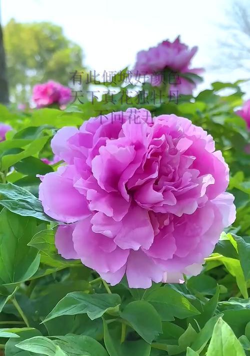 花的颜色深浅代表什么含义？颜色对花的寓意有何影响？