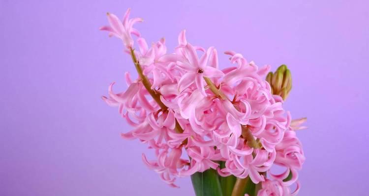 紫色花语宣威是什么意思？