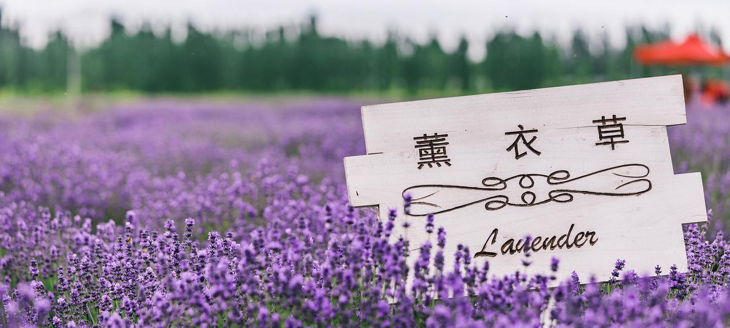 薰衣草紫色花有何寓意？薰衣草花语是什么？