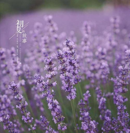 薰衣草紫色花有何寓意？薰衣草花语是什么？