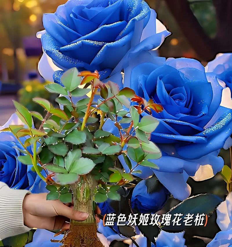 哪些蓝色花寓意星空？它们的含义是什么？