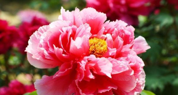 人间富贵花象征着什么？它的文化含义是什么？