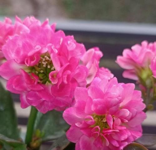 夏荷长寿花代表什么？它的寓意和象征是什么？