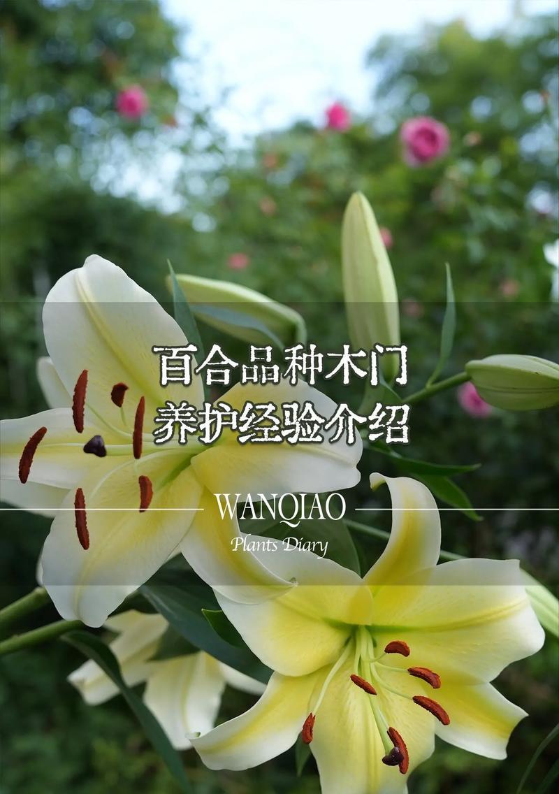 玫红色百合花有什么寓意？百合花的花语是什么？