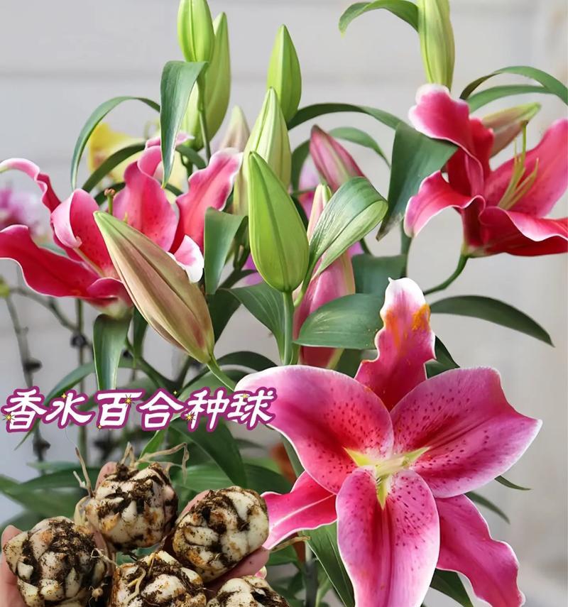 玫红色百合花有什么寓意？百合花的花语是什么？