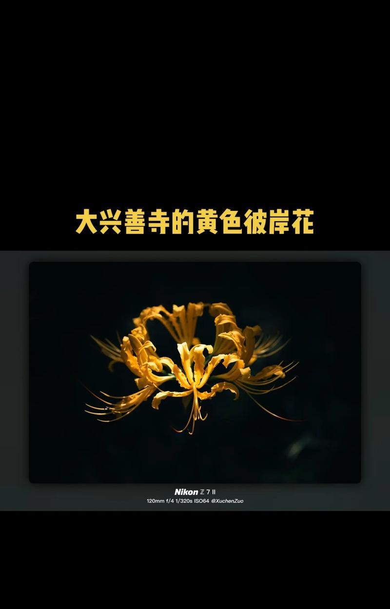 彼岸花有哪些颜色？不同颜色的彼岸花代表什么寓意？