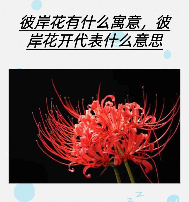 彼岸花有哪些颜色？不同颜色的彼岸花代表什么寓意？