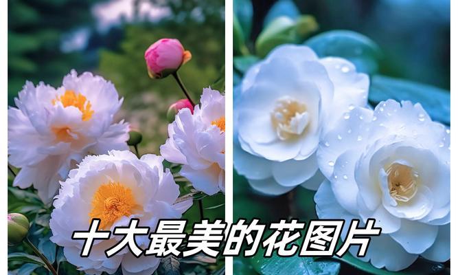 夏天的花象征爱情是什么？夏季有哪些花代表爱情？