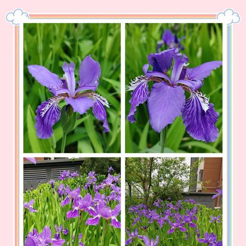 夏天的花象征爱情是什么？夏季有哪些花代表爱情？