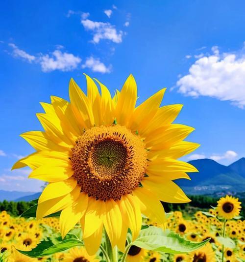 夏天的花象征爱情是什么？夏季有哪些花代表爱情？