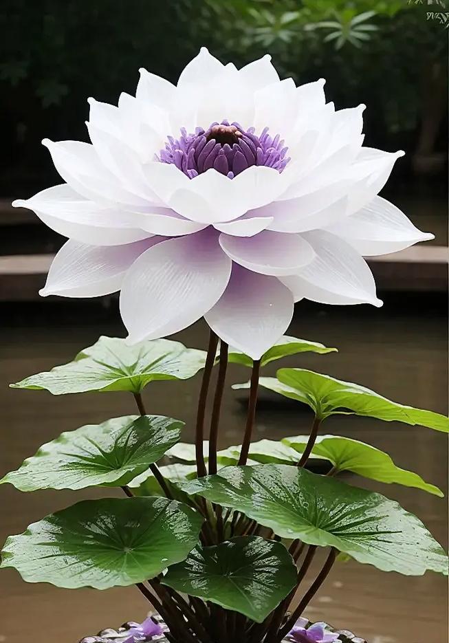 莲花手捧花代表什么？它的象征意义是什么？
