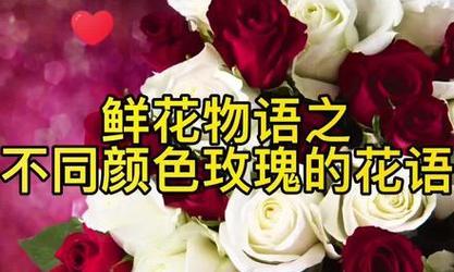 各颜色玫瑰花的含义是什么？它们在文化中的象征意义是什么？
