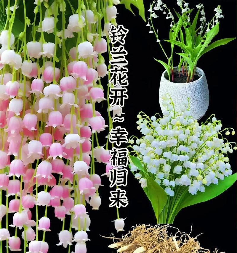 哪种花寓意幸福？它们的花语是什么？