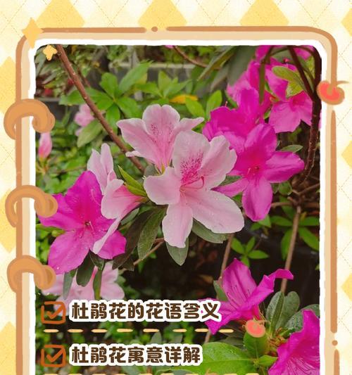 哪种花寓意幸福？它们的花语是什么？