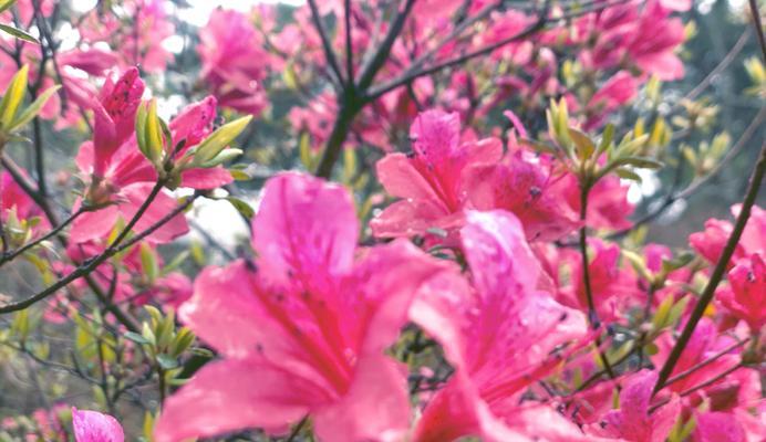 不同颜色杜鹃花代表了什么？它们各自有何寓意？
