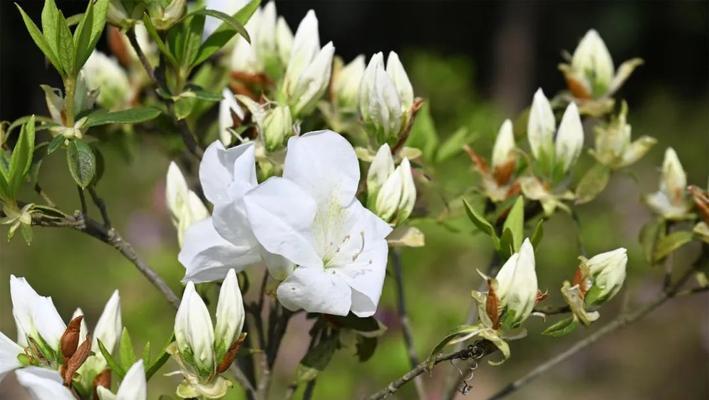 不同颜色杜鹃花代表了什么？它们各自有何寓意？