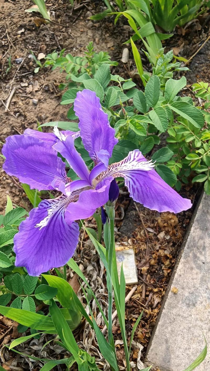 哪种花象征成熟的爱情？它的花语是什么？