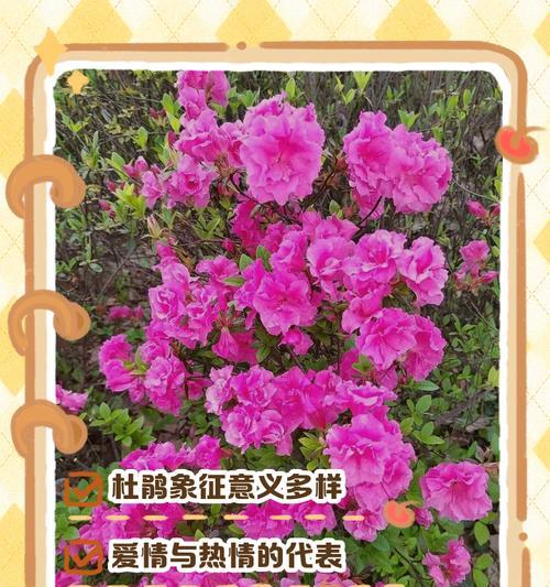 老人送媳妇什么花有特别寓意？花的象征意义是什么？