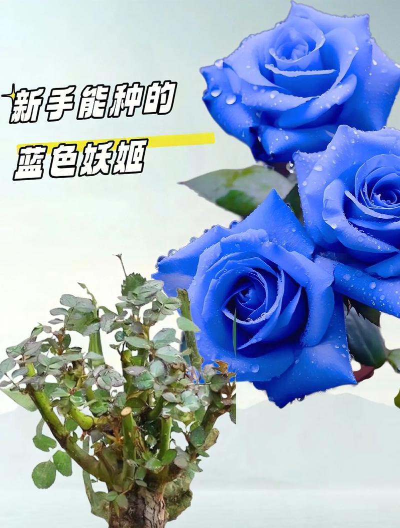 蓝色宝石花的寓意是什么？
