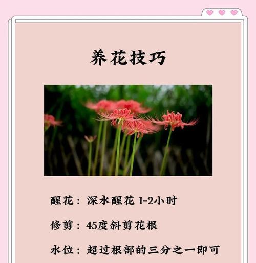 彼岸花有哪些文化寓意？彼岸花在不同文化中的象征意义是什么？