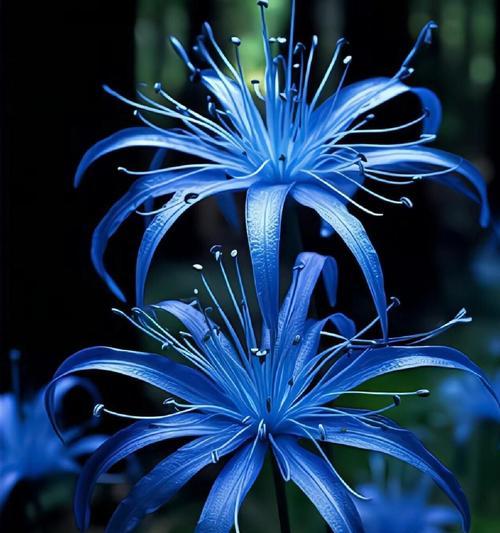 彼岸花有哪些文化寓意？彼岸花在不同文化中的象征意义是什么？
