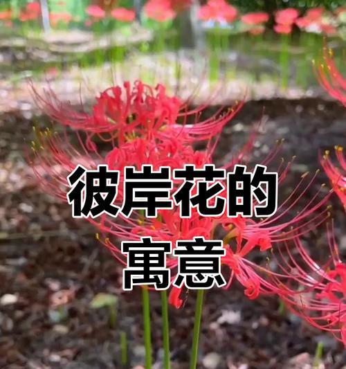 彼岸花有哪些文化寓意？彼岸花在不同文化中的象征意义是什么？
