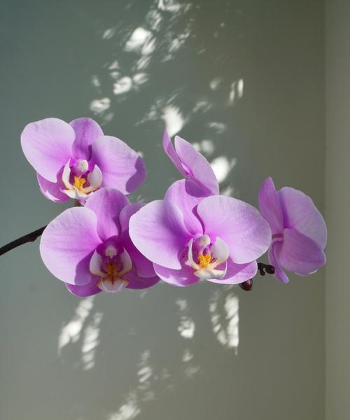 貂蝉象征的花是什么颜色？它有何寓意？