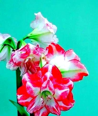 红色花象征忠诚吗？哪种红色的花寓意忠诚？