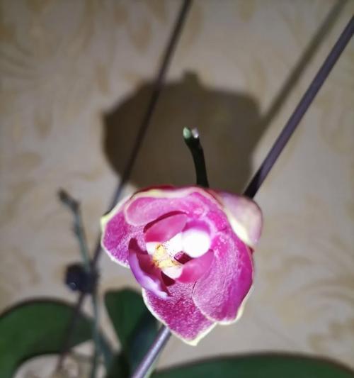 竹节兰花语是什么？寓意快乐顺心的花有哪些？