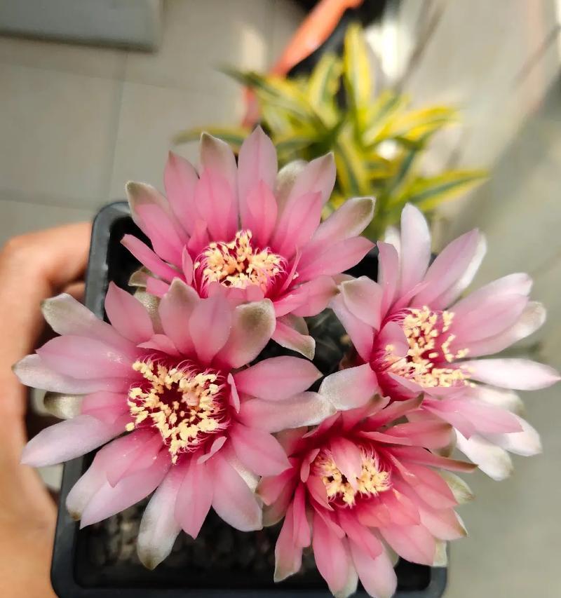 绯花玉颜色的寓意是什么？它代表了什么？