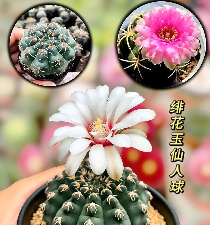 绯花玉颜色的寓意是什么？它代表了什么？