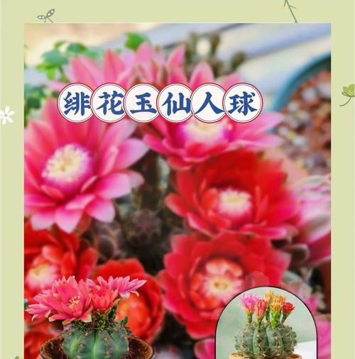 绯花玉颜色的寓意是什么？它代表了什么？
