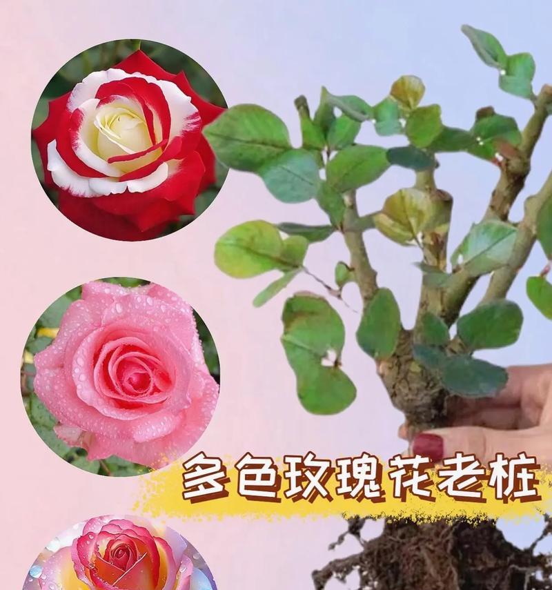 玫瑰花中这个颜色代表了什么？
