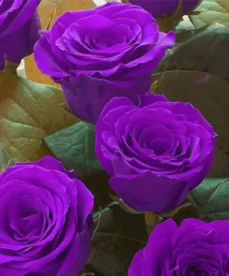 玫瑰花中这个颜色代表了什么？