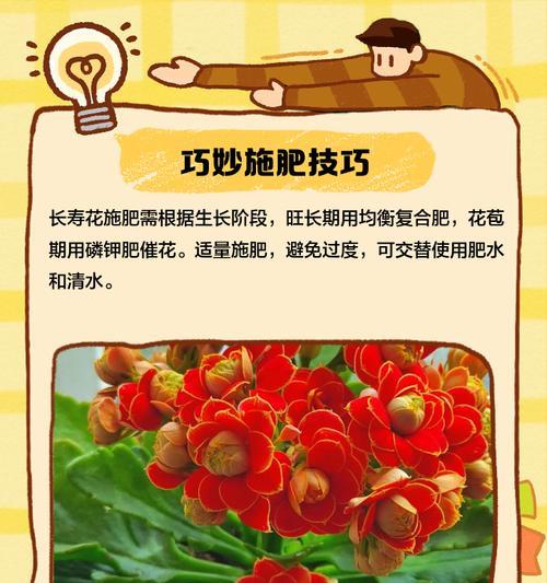 长寿花种植的寓意是什么？