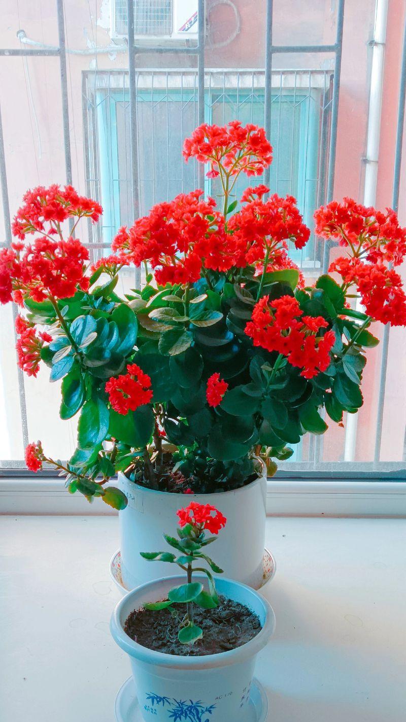 长寿花种植的寓意是什么？
