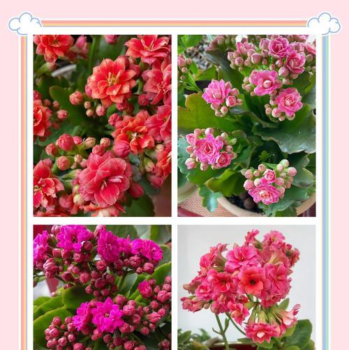 长寿花种植的寓意是什么？