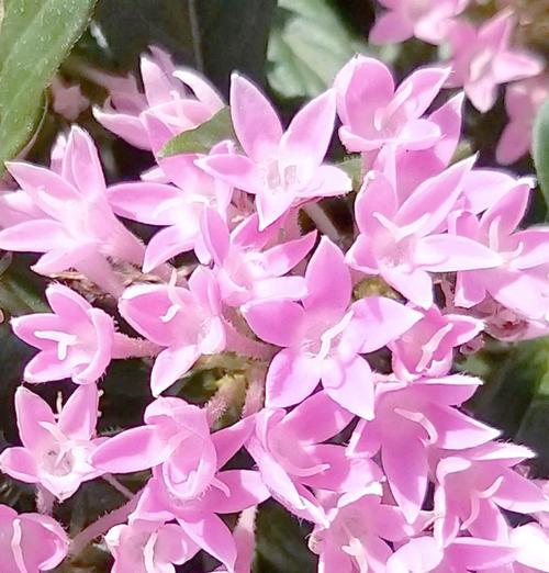 哪种花象征着团结和好运？象征团结好运的花是什么？