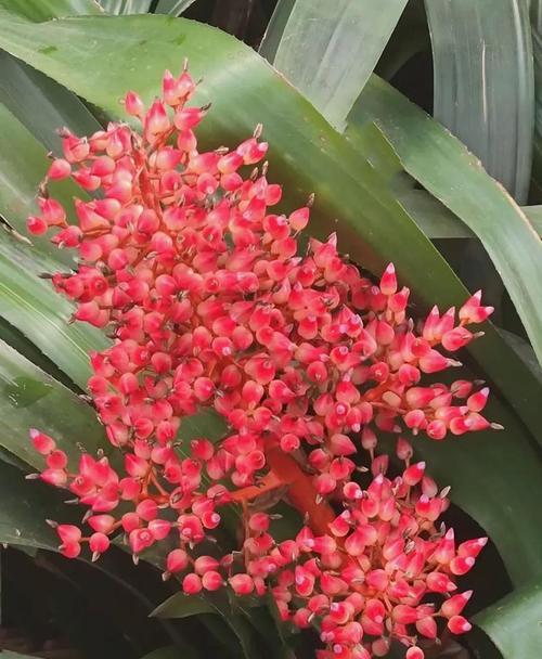红色花朵象征什么好运？养红色花有什么特别寓意？
