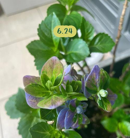 绿色绣球花发簪代表什么？它的寓意是什么？