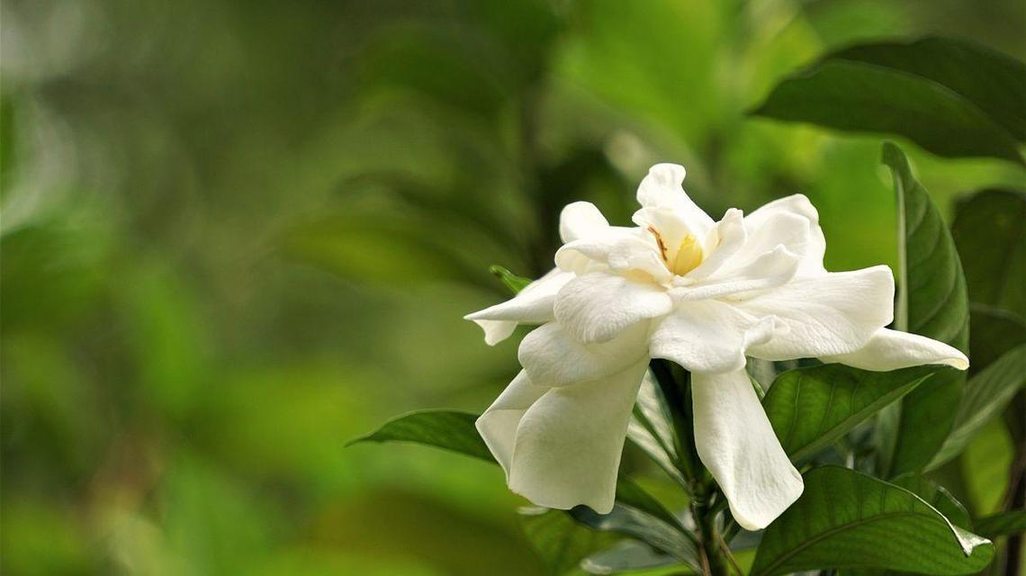 白色栀子花象征着什么？