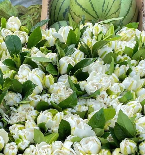 白色栀子花象征着什么？