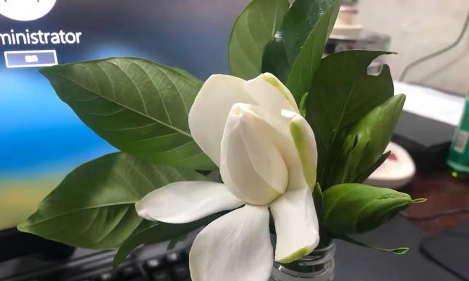 白色栀子花象征着什么？